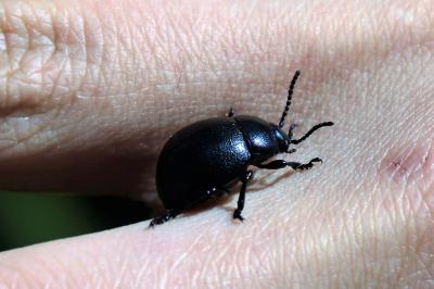 <i>Timarcha goettingensis</i>