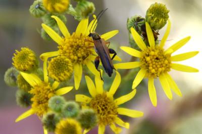 <i>Oedemera podagrariae</i>