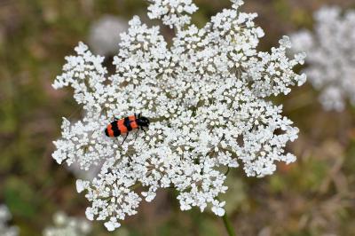 <i>Trichodes apiarius</i>