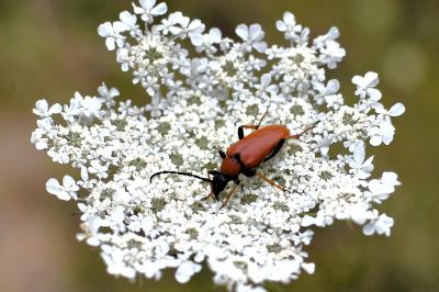 <i>Stictoleptura rubra</i>