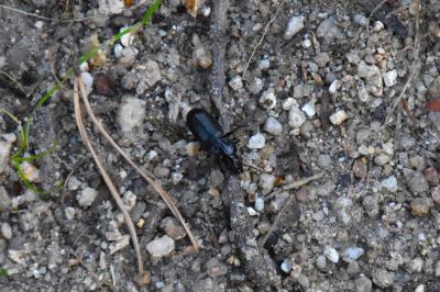 <i>Pterostichus</i>