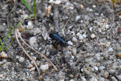 <i>Pterostichus</i>