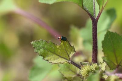 <i>Gastrophysa polygoni</i>