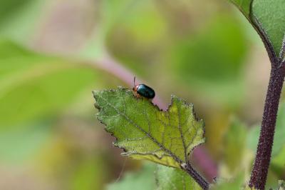 <i>Gastrophysa polygoni</i>