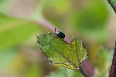 <i>Gastrophysa polygoni</i>
