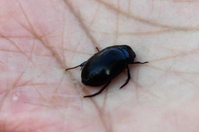 <i>Hydrochara caraboides</i>