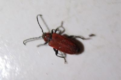 <i>Pyrrhidium sanguineum</i>