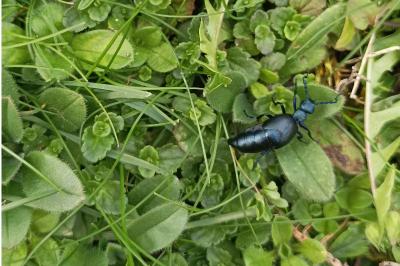 <i>Meloe violaceus</i>