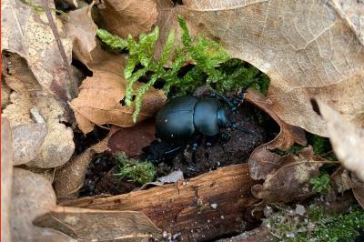 <i>Timarcha tenebricosa</i>