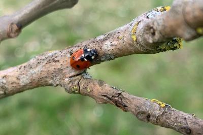<i>Coccinella septempunctata</i>