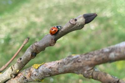 <i>Coccinella septempunctata</i>