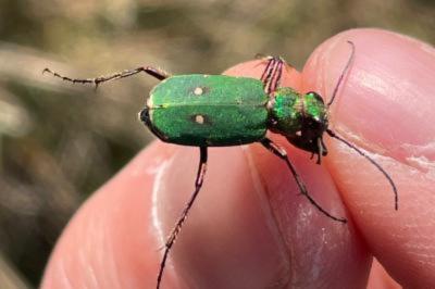 <i>Cicindela campestris</i>