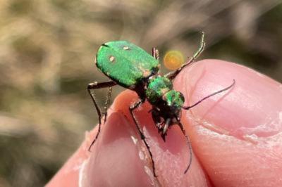 <i>Cicindela campestris</i>