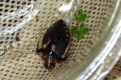 <i>Acilius sulcatus</i>