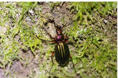 <i>Carabus auratus</i>
