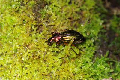 <i>Carabus auratus</i>