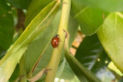 <i>Harmonia axyridis</i>