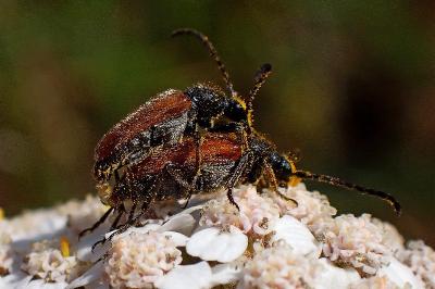 <i>Pseudovadonia livida</i>