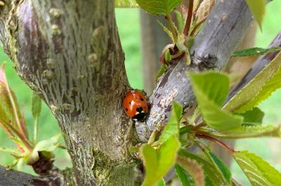 <i>Coccinella septempunctata</i>