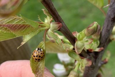 <i>Harmonia axyridis</i>