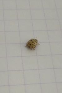 <i>Psyllobora vigintiduopunctata</i>
