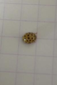 <i>Psyllobora vigintiduopunctata</i>