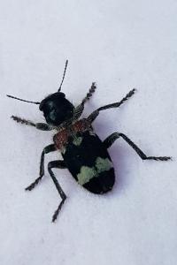 <i>Clerus mutillarius</i>