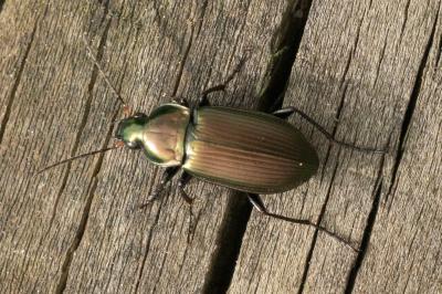 <i>Poecilus versicolor</i>