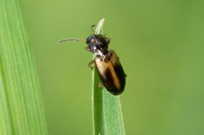 <i>Acupalpus meridianus</i>