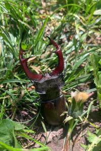 <i>Lucanus cervus</i>
