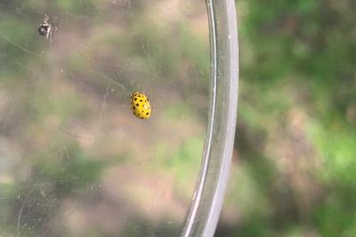 <i>Psyllobora vigintiduopunctata</i>