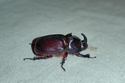 <i>Oryctes nasicornis</i>