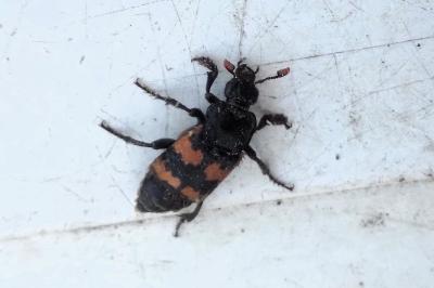 <i>Nicrophorus vespillo</i>