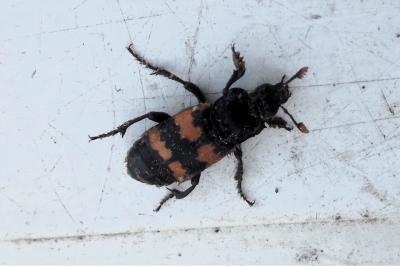 <i>Nicrophorus vespillo</i>