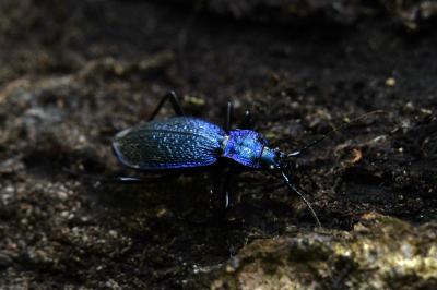 <i>Carabus intricatus</i>