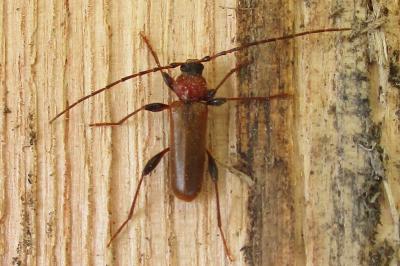<i>Phymatodes testaceus</i>