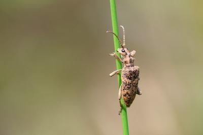 <i>Rhagium sycophanta</i>