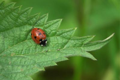 <i>Coccinella septempunctata</i>