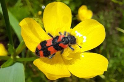 <i>Trichodes alvearius</i>