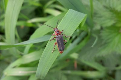 <i>Cantharis rustica</i>