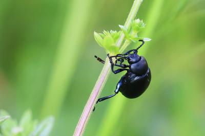 <i>Timarcha tenebricosa</i>