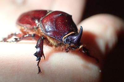 <i>Oryctes nasicornis</i>