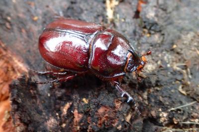 <i>Oryctes nasicornis</i>