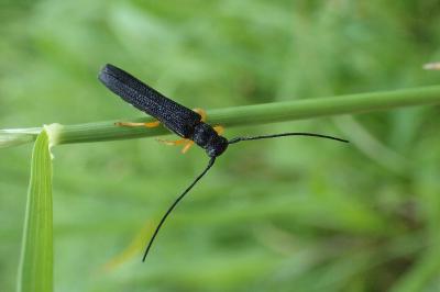 <i>Oberea linearis</i>