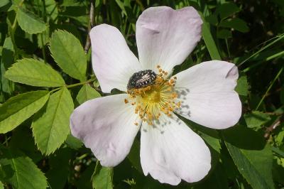 <i>Oxythyrea funesta</i>