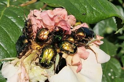 <i>Cetonia aurata</i>