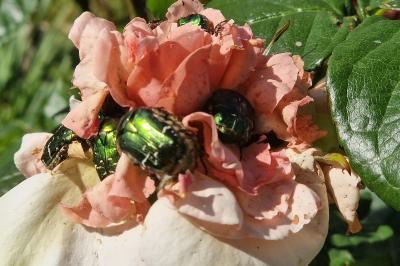<i>Cetonia aurata</i>