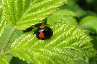 <i>Harmonia axyridis</i>