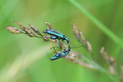 <i>Oedemera nobilis</i>