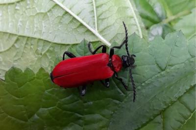 <i>Pyrochroa coccinea</i>